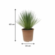 Yucca buitenplant afmetingen
