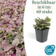 Beeld