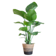 Strelitzia nicolai met Mand Lissabon zwart – 80 cm