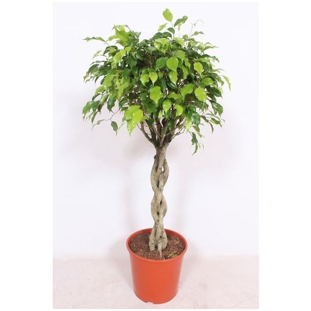 Ficus Exotica - Hoogte 120 cm - kamerplant ficus / vijg Ø30cm