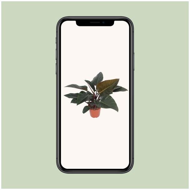 Philodendron Congo Red – Populaire Kamerplant – Luchtzuiverend – Ø27cm – 80cm Hoog