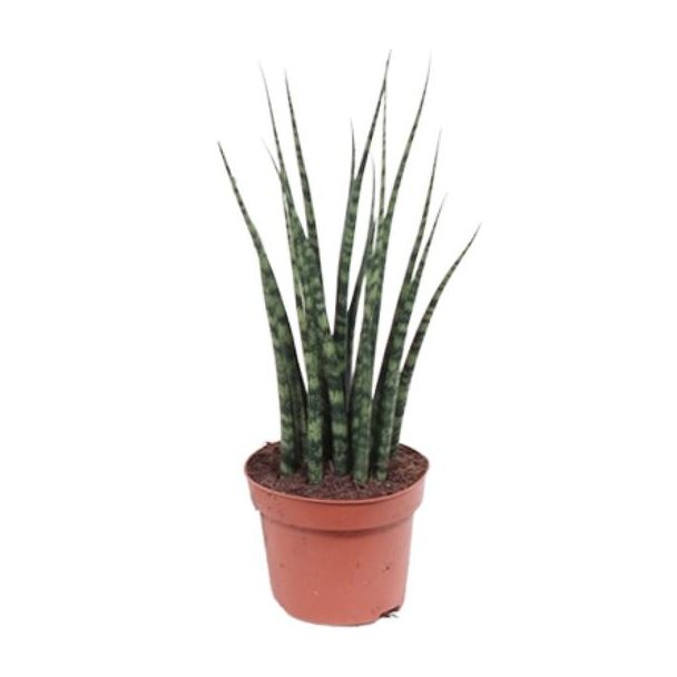 De Mikado Plant, De Sansevieria Varenhout Mikado, Ø12cm - ↕40cm