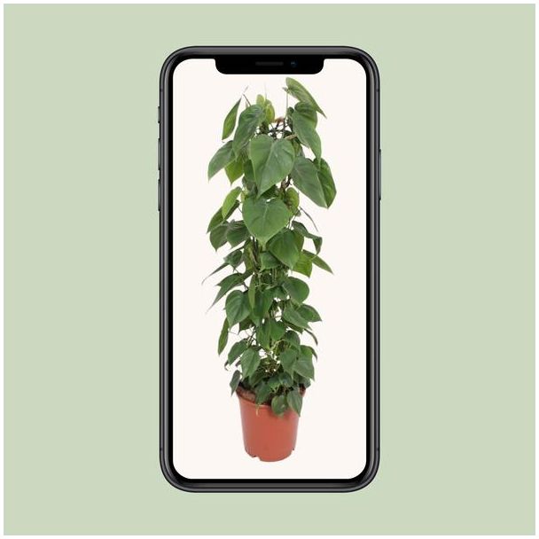 Philodendron Scandens - Ø24cm - ↕120cm