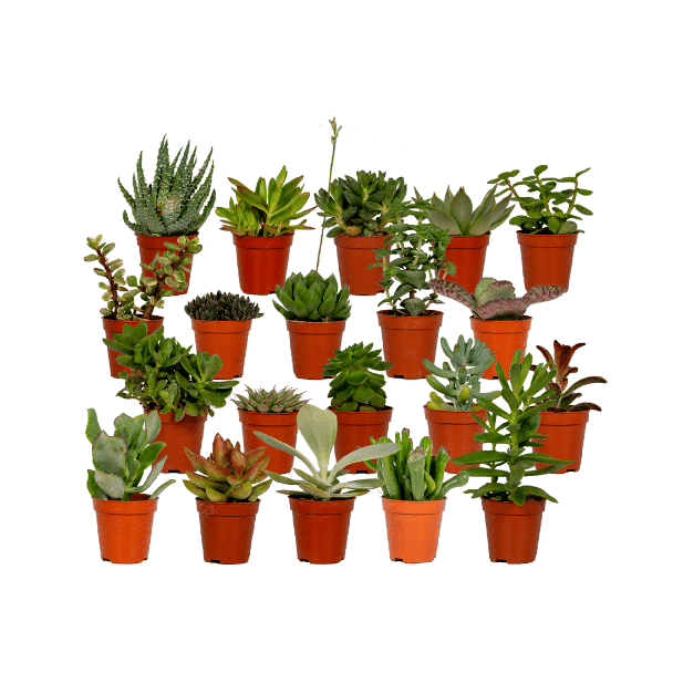 Vetplanten, Succulent Mix 20 stuks  Ø5 5cm - ↕7cm
