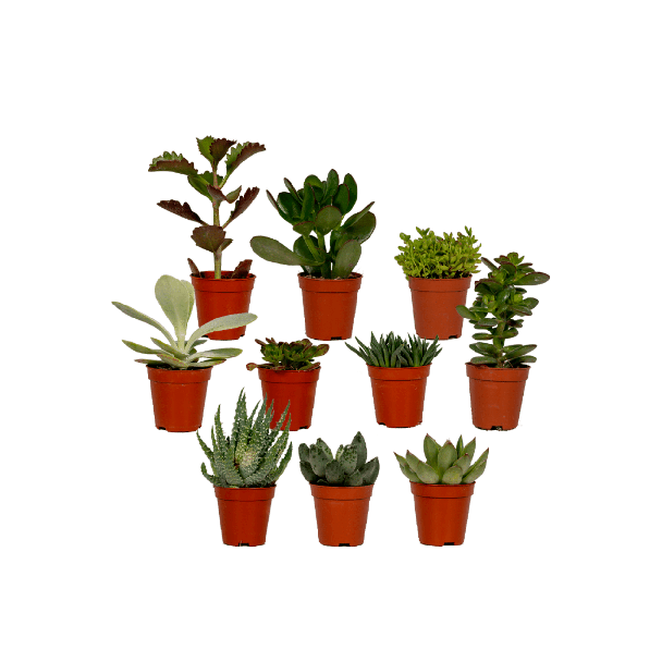 Vetplanten, Succulent Mix 10 stuks  Ø5 5cm - ↕7cm