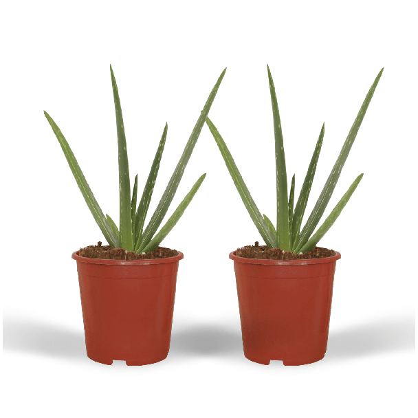 2 Stuks Aloe Vera,  met Pot, Ø12cm - ↕40cm, Groene Plant,  Medicinale eigenschappen