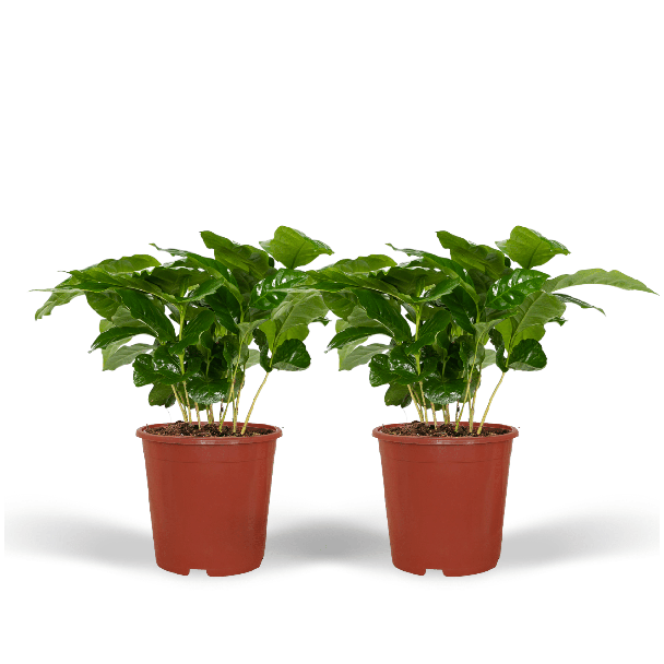 2x Coffea Arabica - 2 koffieplanten - kamerplant x2 - ↕25cm - Ø12cm