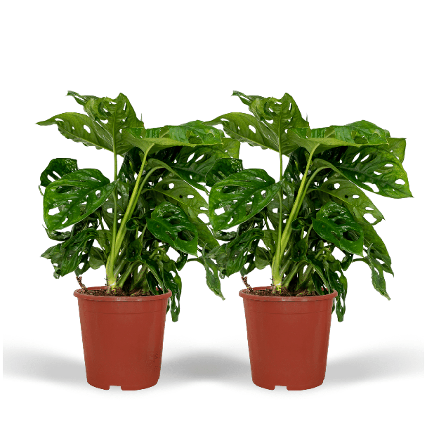 2 Stuks Gatenplant, Groene Kamerplant, Tropisch,  Monstera Deliciosa - Ø12cm - ↕30cm