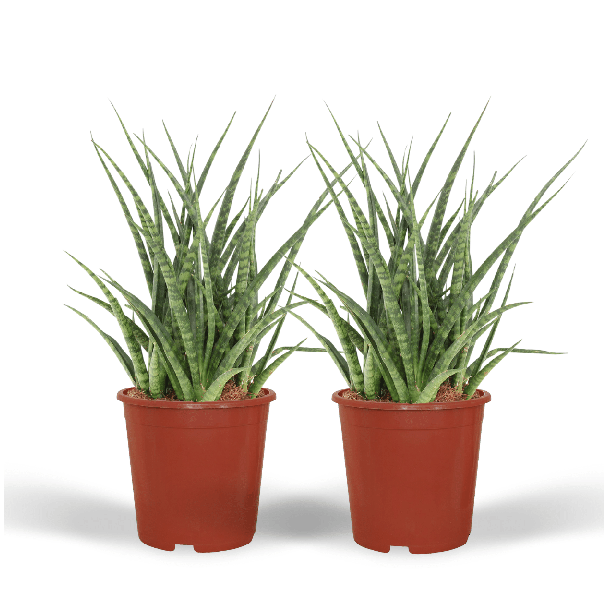 Set van 2 Stuks, Vrouwentong, De Slangenplant, Zwaardachtig Groenachtig Blad met lichte Vlekken/Strepen, Stervormige Uitstraling, Sansevieria Fernwood Punk  Ø12cm - ↕30cm