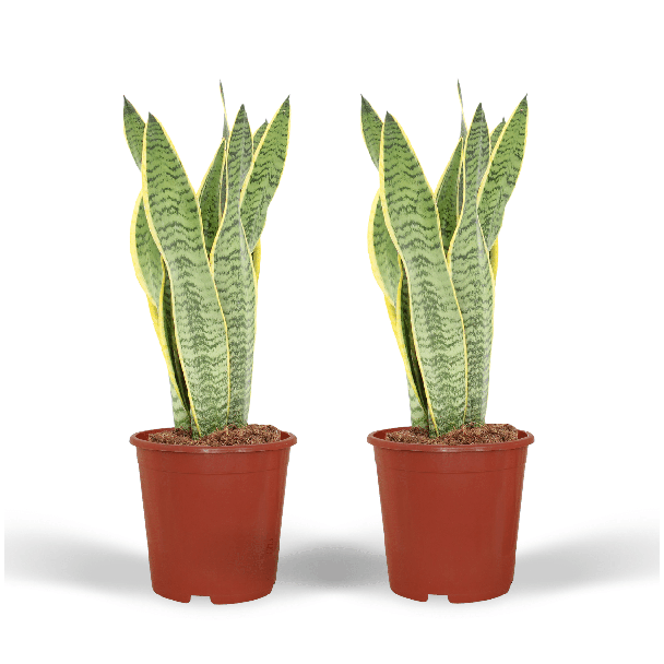 Set van 2 stuks, Vrouwentong, Goudrandplant, Zwaardvormig Donkergroen Blad met Gele Rand Sansevieria Laurentii - 40cm - ø14