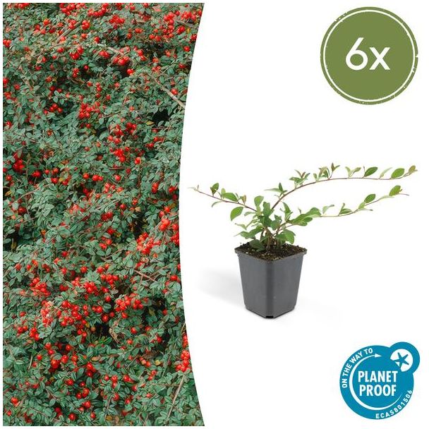6x Dwergmispel 'Major' Cotoneaster dammeri  ↕25cm - Ø9cm sterke  winterharde bodembedekker