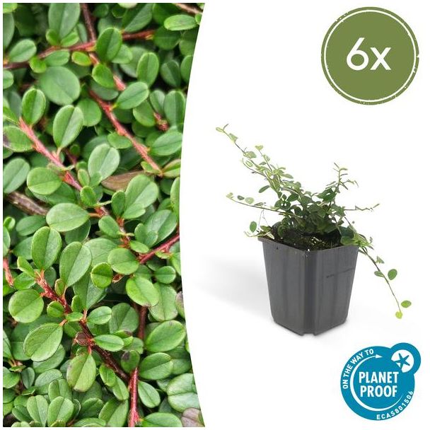 6 Stuk Dwergmispels, Veelzijdige Bodembedekker, Witte Bloementjes, Oranje/Rode Besjes in het Najaar,Cotoneaster pr.  Streib s Findling  - ↕10-25cm - Ø9cm