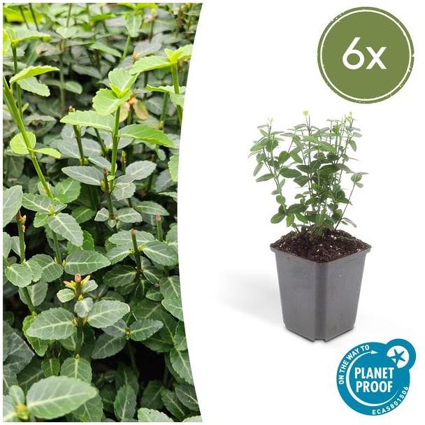 6x kleinbladige kardinaalsmuts Euonymus fortunei radicans ca ↕25cm - Ø9cm