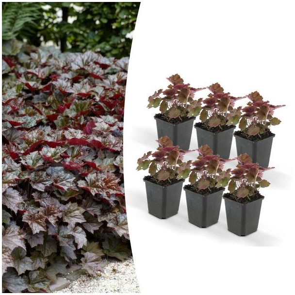6 Stuks Sierlijk PaasKlokje, Diep Paars/Brons Blad, Bodembedekker, Heuchera mic.  Palace Purple  - ↕10-25cm - Ø9cm