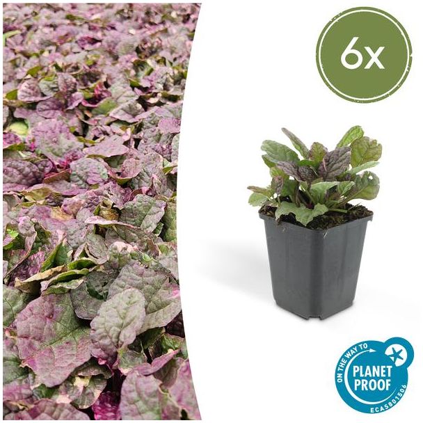 6x kruipend zenegroen Burgundy Glow - Ajuga reptans - ↕10-25cm - Ø9cm - ideale bodembedekker