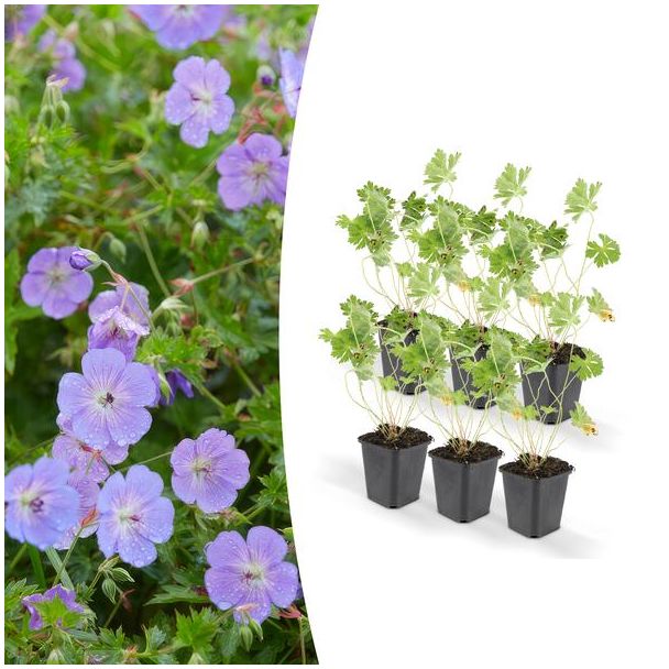 6 Stuks Ooievaarsbek, Lilakleurige Bloemen van mei tot ver in het najaar! Geranium Rozanne - ↕10-25cm - Ø9cm