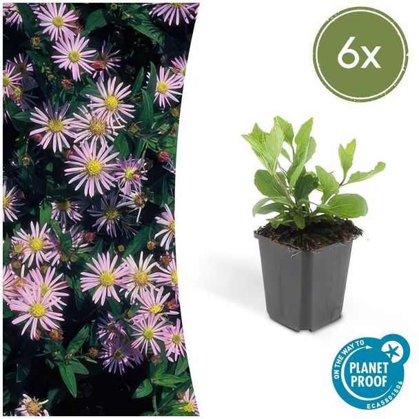 6x Herfstaster Aster ageratoides Asran ↕25cm - Ø9cm - vaste plant voor je tuin