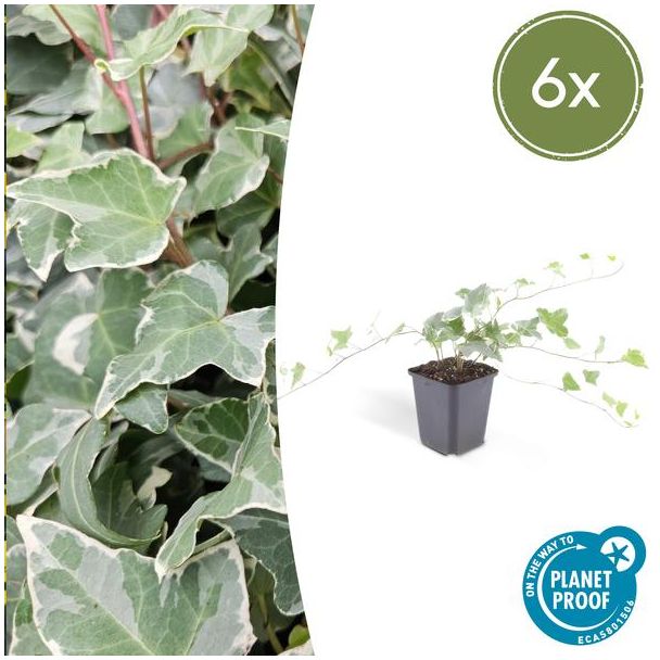 6 Stuks Klimop, Groen Blad met ZilverWitte Nerven, Haag, Hedera helix  Glacier  - ↕10-25cm - Ø9cm