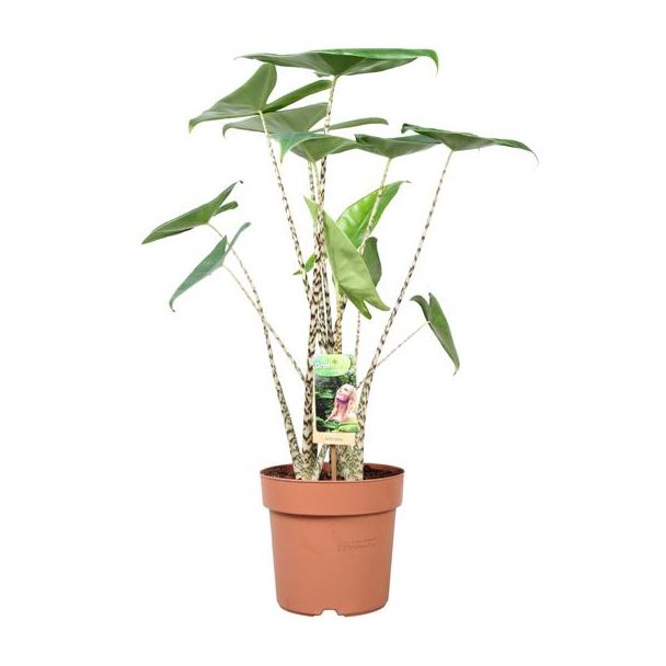 Zebra-Plant, Tropische en Exotische uitstraling, Alocasia Zebrina - Ø21cm - ↕80cm Hoog