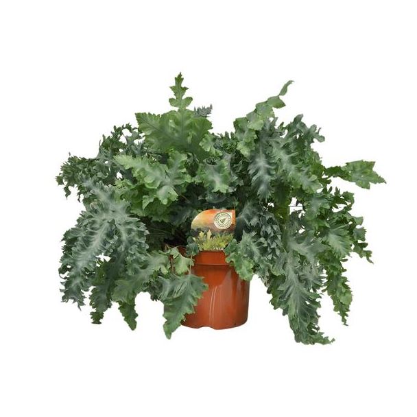 Gouden eikvaren of Blauwvaren Phlebodium Davana hoogte ca 60cm - Ø26cm