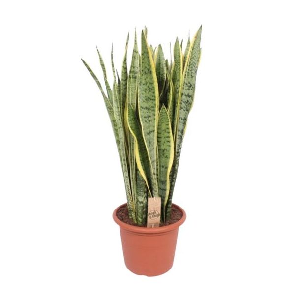 Vrouwentong,  Goudrandplant, Zwaardvormig Donkergroen Blad met Gele Rand, Sansevieria Laurentii - Ø30cm - ↕95cm