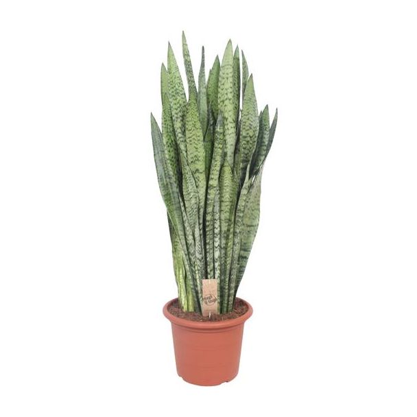 Ceylon Vrouwentong, De Slangenplant, Zwaardachtig Donkergroen Blad met zilverachtige Vlekken/Strepen, Sansevieria Zeylanica  Ø30cm - ↕110cm