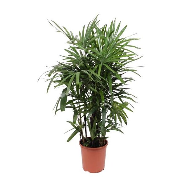 Vrouwenpalm Rhapis Excelsa 120cm hoog - Ø27cm