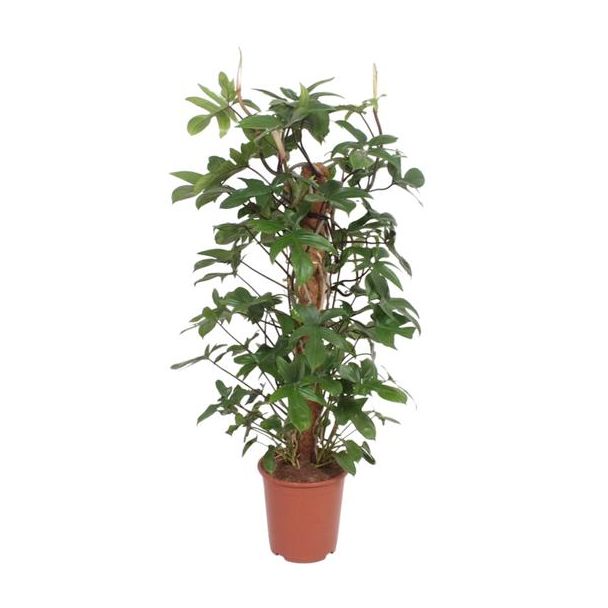 Philodendron Pedatum - ca. 130cm hoge onderhoudsarme plant - Ø27cm