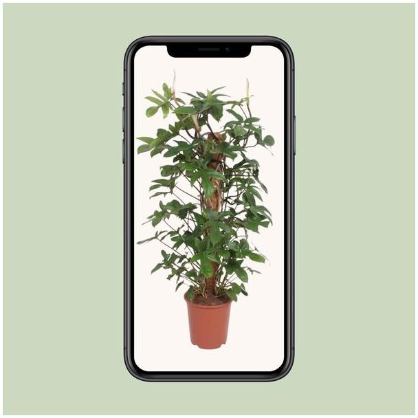 Philodendron Pedatum - ca. 130cm hoge onderhoudsarme plant - Ø27cm