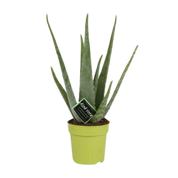 Aloe Vera,  Ø12cm - ↕45cm, Groene Plant,  Medicinale eigenschappen