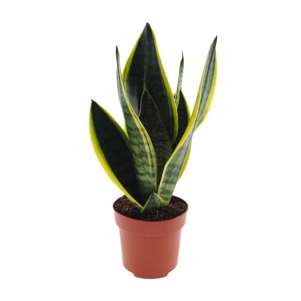Schoonmoeders Tand, Vrouwentong, De Sansevieria Futura Superbra,,Tropisch, Ø12cm - ↕30cm