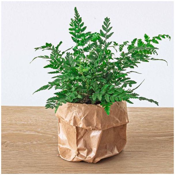 2 stuks Dubbelgeveerd adelaarsvaren - Athyrium spicatum - Terrarium plant - Potmaat 6