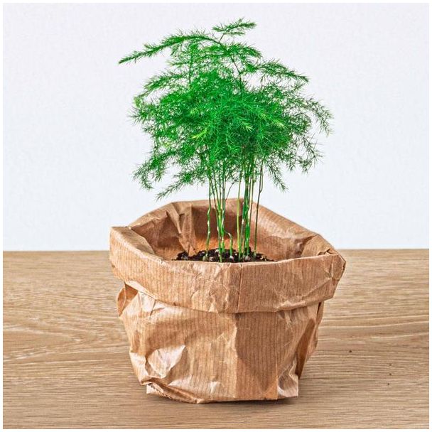 2 stuks De Sierasperge - elegante Terrarium plant - Asparagus Setaceuse Plumosus - Ø6