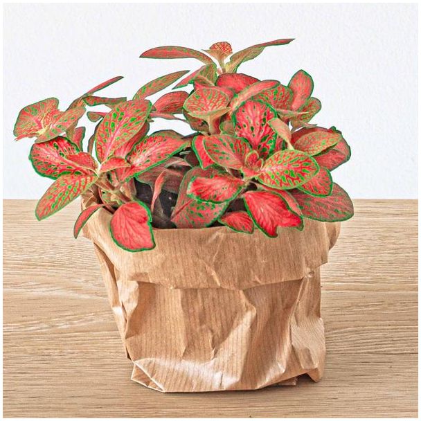 2 stuks Fittonia - rood,roze, oranje en Lime groen blad - Mozaïekplantje - Ø 8 (Terrarium plantje)