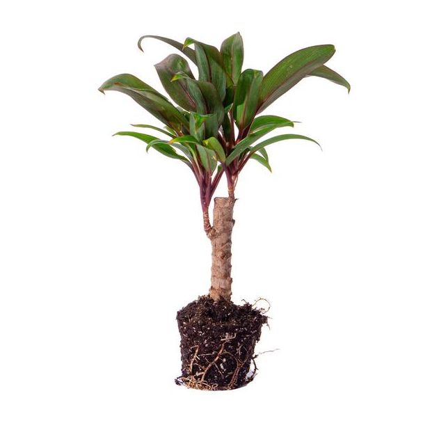 3 stuks Mini-palm Cordyline fruticosa 'Purple Compacta' Ø6 - compacte plant (Terrariumplant)