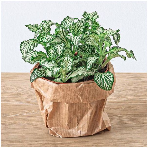3 stuks Terrariumplant Fittonia Wit - White Tiger - Mozaïekplantje - witte nerven - Ø8