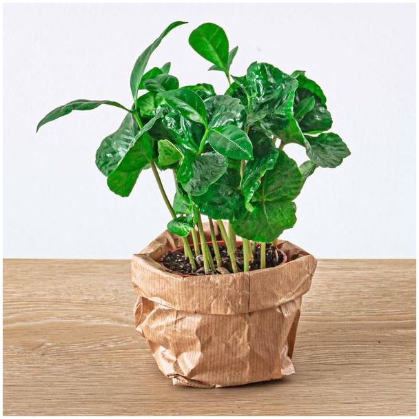 3 stuks Terrariumplant Coffea Arabica - Koffieplant - koffiebessen - Ø6