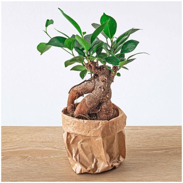 3 x Ginseng Vijgenboom Bonsai - Ficus Microcarpa Ginseng - Potmaat 8.5 cm - set van 3 stuks