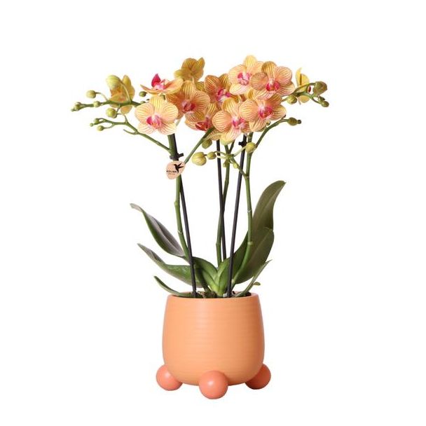 Mooie Vlinder Orchidee Jamaica, Kleur Oranje, KadoTip, Rolling Sierpot Kleur Perzik, potmaat Ø9cm ,bloeiende kamerplant