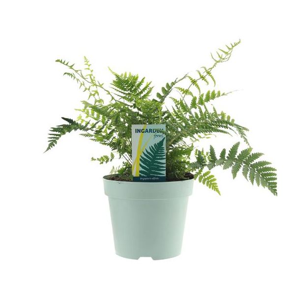 Japanse schildvaren  of Gouden Mannetjesvaren (Dryopteris Affinis Fedata) - Ø17cm - ↕40cm