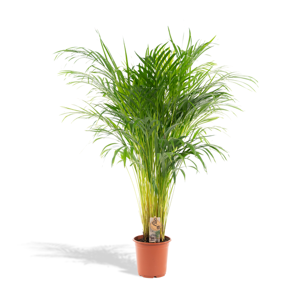 Goudpalm of vlinderpalm,  luchtzuiverende kamerplant, Areca palm - Ø21cm - ↕110cm