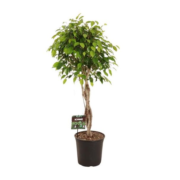 Benjamina plant ficus | Ø27cm - ↕120cm | Perfect voor kantoren en huiskamers