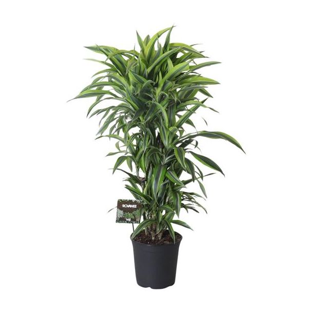 Dracaena Fragrans Lemon Lime vertakt