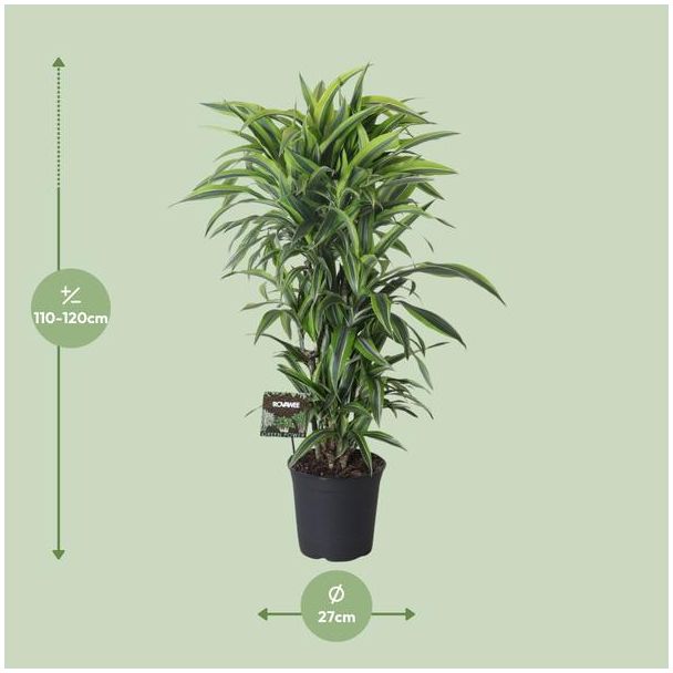 Dracaena Fragrans Lemon Lime met afmetingen