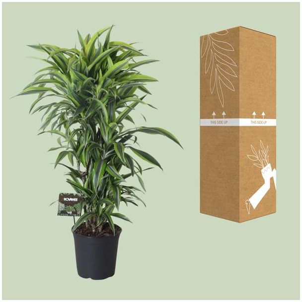 Dracaena Fragrans Lemon Lime naast doos