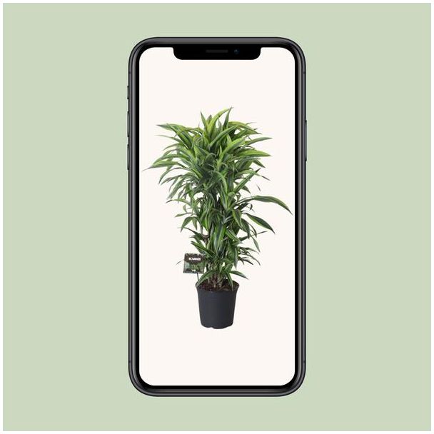 Dracaena Fragrans Lemon Lime op telefoon