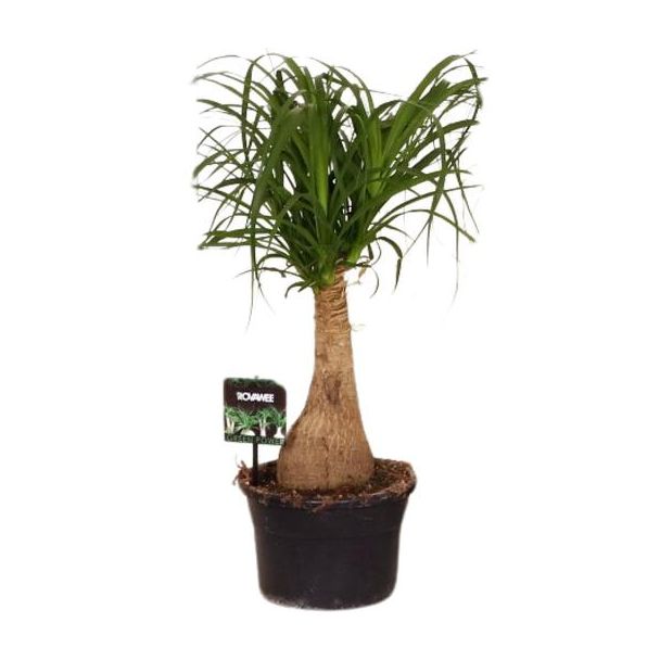 Beaucarnea Nolina - Ø19 ↕60