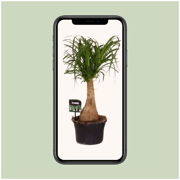 Beaucarnea Nolina - Ø19 ↕60