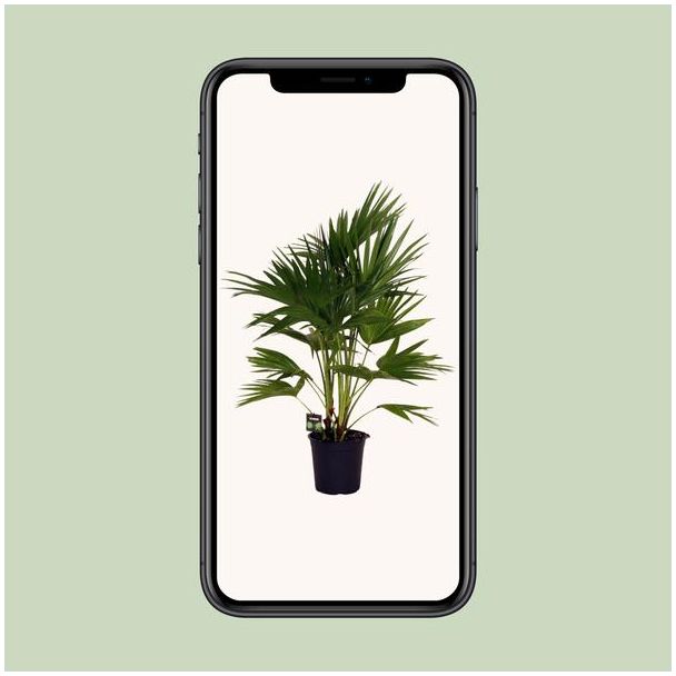 Chinese waaierpalm - Tropische kamerplant - Interieurplant modern 