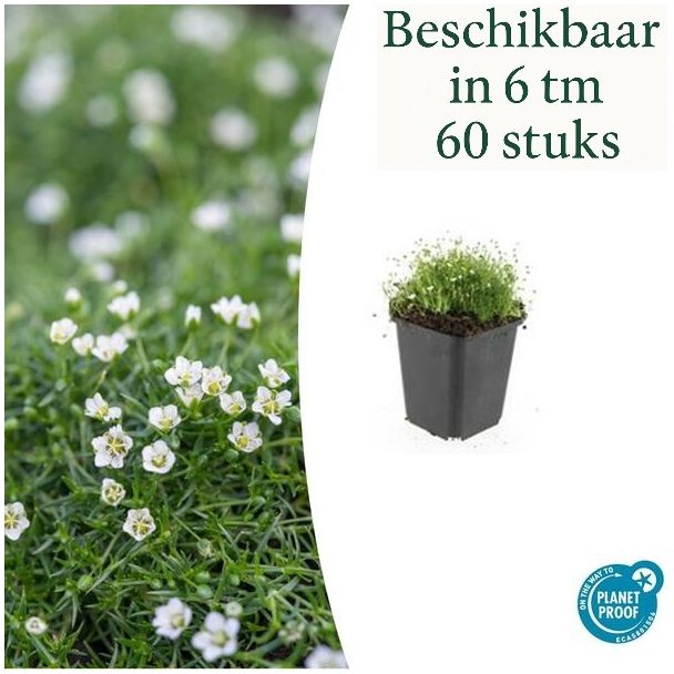 6 - 60 x Iers moss  -  Sagina subulate - laagblijvende grondbedekker - vetmuur